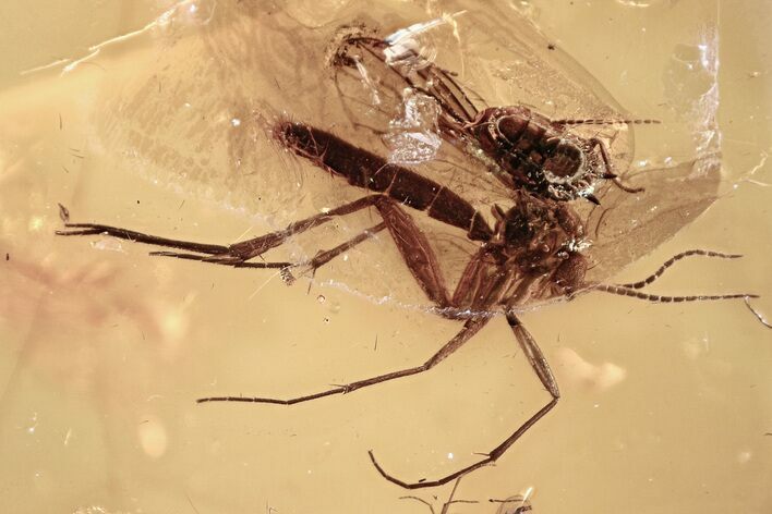 Fossil Cockroach, Fungus Gnat, Caddisfly & Cobwebs In Baltic Amber #315502